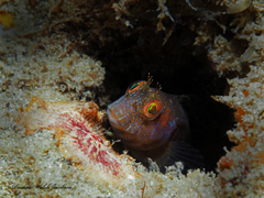 Parablennius marmoreus