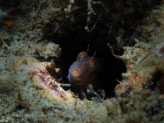 Parablennius marmoreus