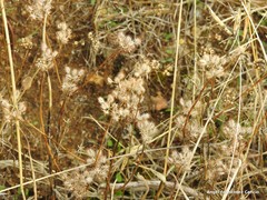 Torilis leptophylla