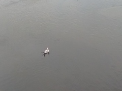 Chroicocephalus ridibundus