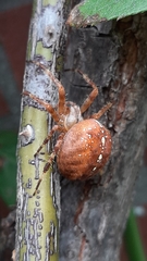 Araneus diadematus