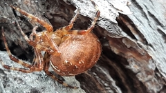 Araneus diadematus