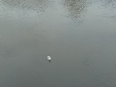 Chroicocephalus ridibundus