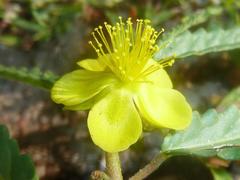 Corchorus asplenifolius