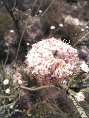 Leucadendron concavum