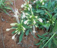 Clerodendrum ternatum
