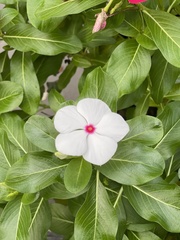 Catharanthus roseus