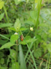 Toxomerus pulchellus