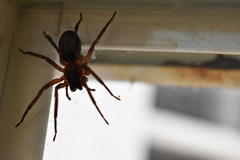 Megalostrata
