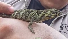 Anolis petersii