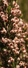 Erica triflora triflora