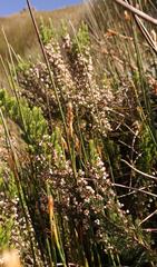 Erica triflora triflora