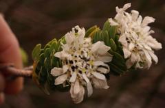 Lachnaea macrantha