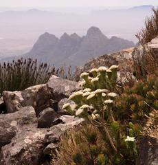 Lachnaea macrantha