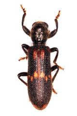 Phloeocopus ferreti