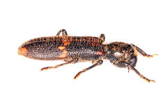 Phloeocopus ferreti
