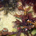 Osmundaria prolifera - Photo (c) Helen Crawford, algunos derechos reservados (CC BY-NC-ND), uploaded by Helen Crawford