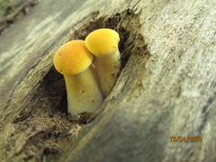 Neolentinus schaefferi image