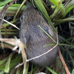 Reithrodontomys humulis