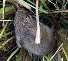 Reithrodontomys humulis