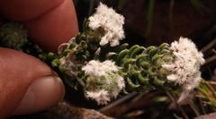 Phylica constricta constricta