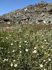 Leucadendron concavum