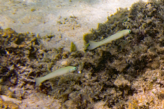 Ptereleotris microlepis