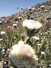 Leucadendron concavum