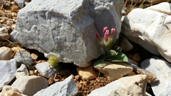 Anthyllis vulneraria