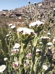 Leucadendron concavum