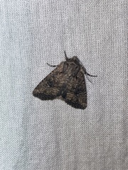 Hexorthodes nipana