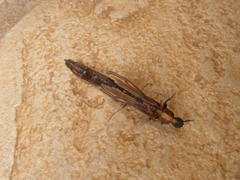 Atractocerus brevicornis