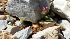 Anthyllis vulneraria