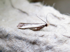 Dichomeris serrativittella