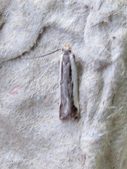 Dichomeris serrativittella
