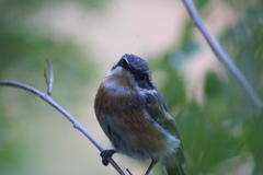 Batis capensis capensis