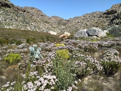 Leucadendron concavum