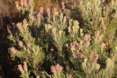 Paranomus bracteolaris