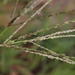 Digitaria eriantha - Photo (c) Tony Rebelo, algunos derechos reservados (CC BY-SA), subido por Tony Rebelo
