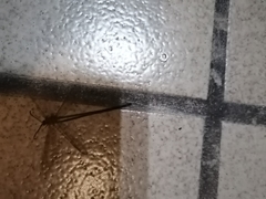 Brachynemurus mexicanus