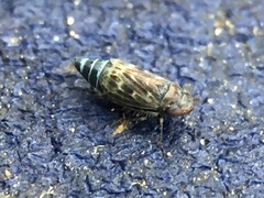 Deltocephalus pulicaris
