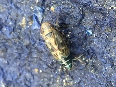 Deltocephalus pulicaris