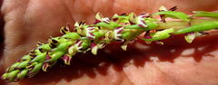 Disa obtusa