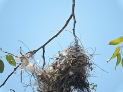 Pachyramphus aglaiae