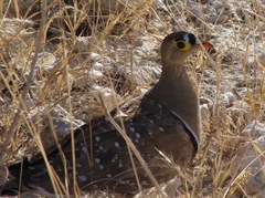 Pterocles bicinctus bicinctus