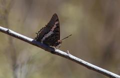 Charaxes pelias