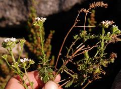 Pseudoselago ascendens