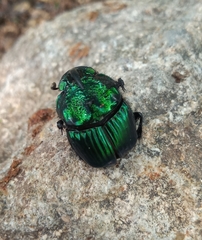 Phanaeus furiosus