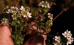 Pseudoselago ascendens