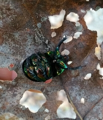 Sericotrupes niger